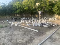 Geese — Foto 3