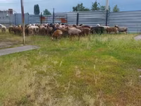 Խոյ, Ոչխարներ — լուսանկար 4