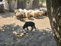 แกะตัวผู้, Racka sheep — รูปภาพ 1