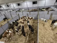 Stier, Runderen — foto 1