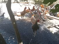 Chickens — Foto 5