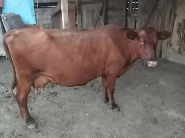 Vacă, Vaca roșie fără coarne