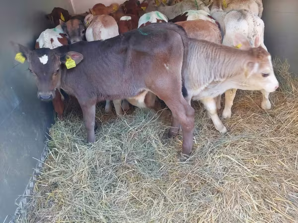 گاو نر, Simmental cattle
