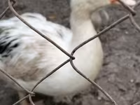 Ducks — foto 3