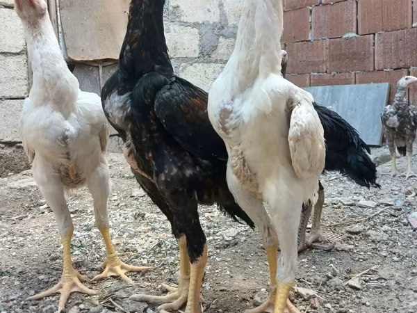 Chickens