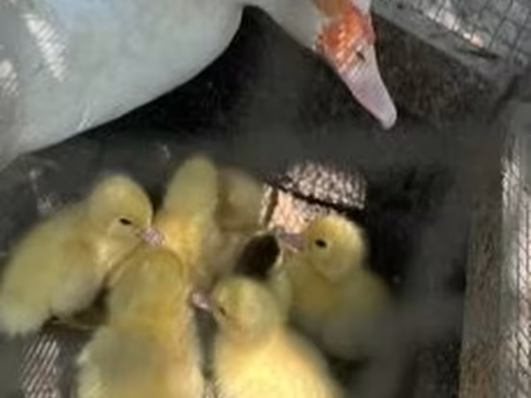 Ducks