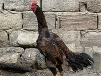 Chickens — Foto 4