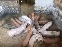 خوک ماده, Дюрок — عکس 2