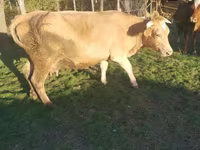 Krava, Swiss cattle — foto 1