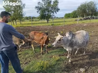 Boğa, Zebu — foto 5
