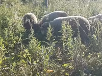 Vædder, Merino sheep — foto 2