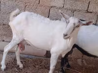 Koza, Saanen goat — foto 1