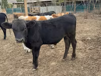 황소, Swiss cattle — 사진 2