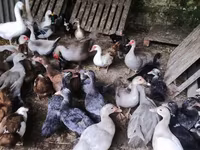 Ducks — عکس 7