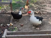 Domestic Muscovy — photo 1