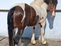 حصان, Gypsy horse — الصورة 2