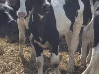 Býk, Russian Black pied cattle — foto 2