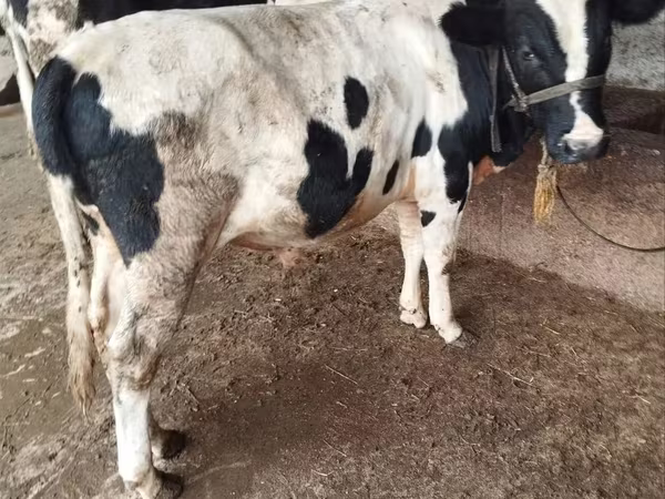 Bou, Russian Black pied cattle