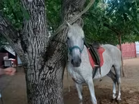 اسب نر, اسب — عکس 4