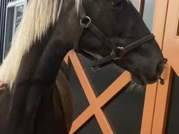 Koń, Rocky Mountain Horse