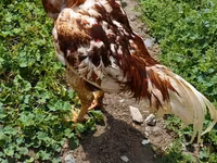 Chickens — photo 1
