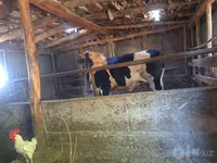 گاو نر, Simmental cattle — عکس 2