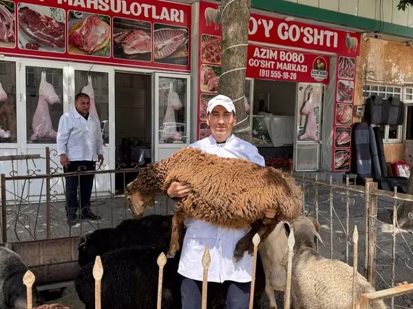 የጎትት አውራ በግ, Sheep