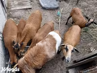Widder, Cameroon sheep — Foto 7