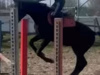 Kůň, Hungarian horse breed — foto 7