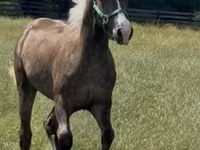 اسب نر, Rocky Mountain Horse — عکس 6