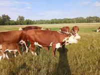 گائے, Latvian Blue cattle — تصویر 5