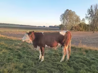 Krava, Simmental cattle — foto 3