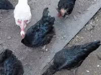 Chickens — عکس 1
