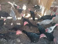 Turkeys — sawirka 6