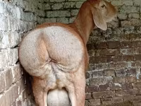 بز ماده, Nubian Goat — عکس 2