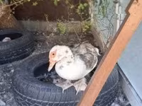Ducks — 照片 2