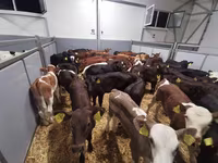 母牛, Cattle — 照片 4