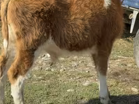 황소, Simmental cattle — 사진 6