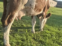 Lembu betina, Simmental cattle — foto 3