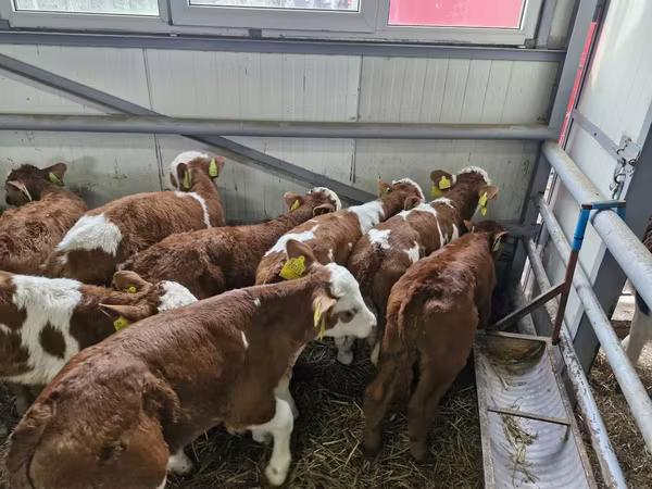 Bovinos (lote, sexo não especificado), Simmental cattle