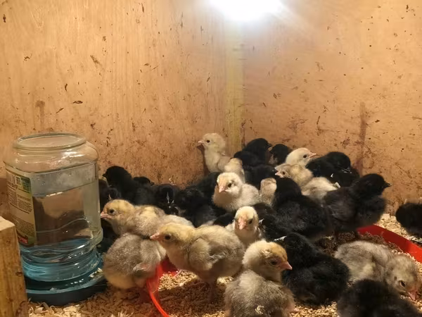 Chickens