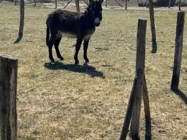 ม้าตัวผู้, Kerry Bog Pony