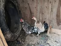Japansk Bantam — foto 3