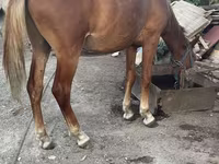 Kısrak, Atlar — foto 1