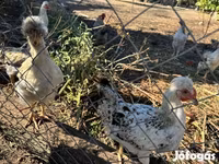 Silkie — foto 2