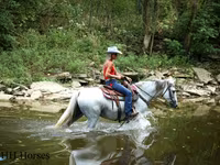 Stute, Quarter Horse — Foto 5