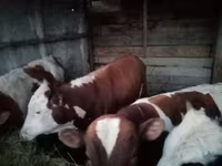 سانڈ, Simmental cattle — تصویر 3