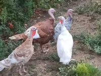 Turkeys — снимка 2