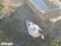 Ducks — Foto 7