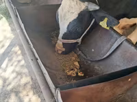 گاو نر, Russian Black pied cattle — عکس 5